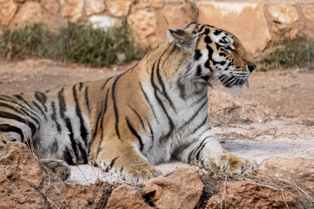 Photo exotic animals