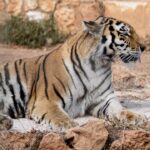 Photo exotic animals
