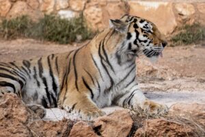 Photo exotic animals